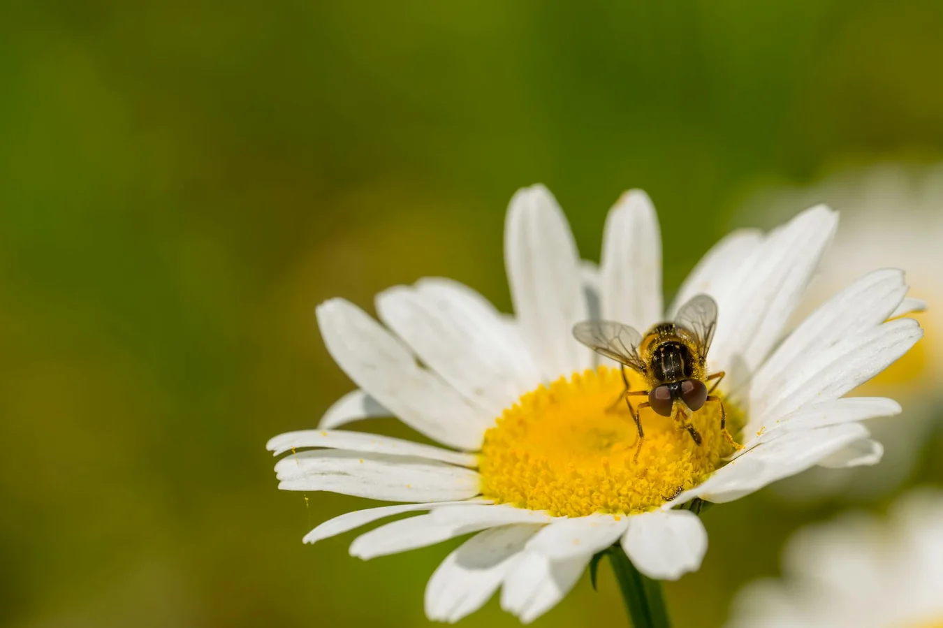 Micro-influenciadores e geração z: Micro-influenciadores e geração Z: 7 segredos definitivos para marcas